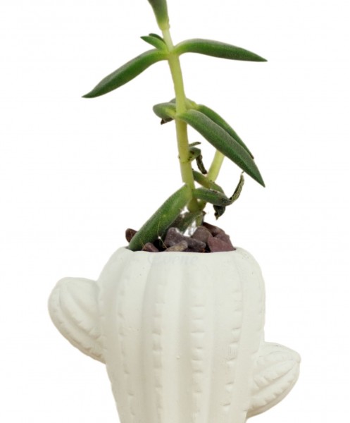 Mini Çiçek Saksı Küçük Sukulent Beyaz Kaktüs Saksısı Kaktüs Figür Model